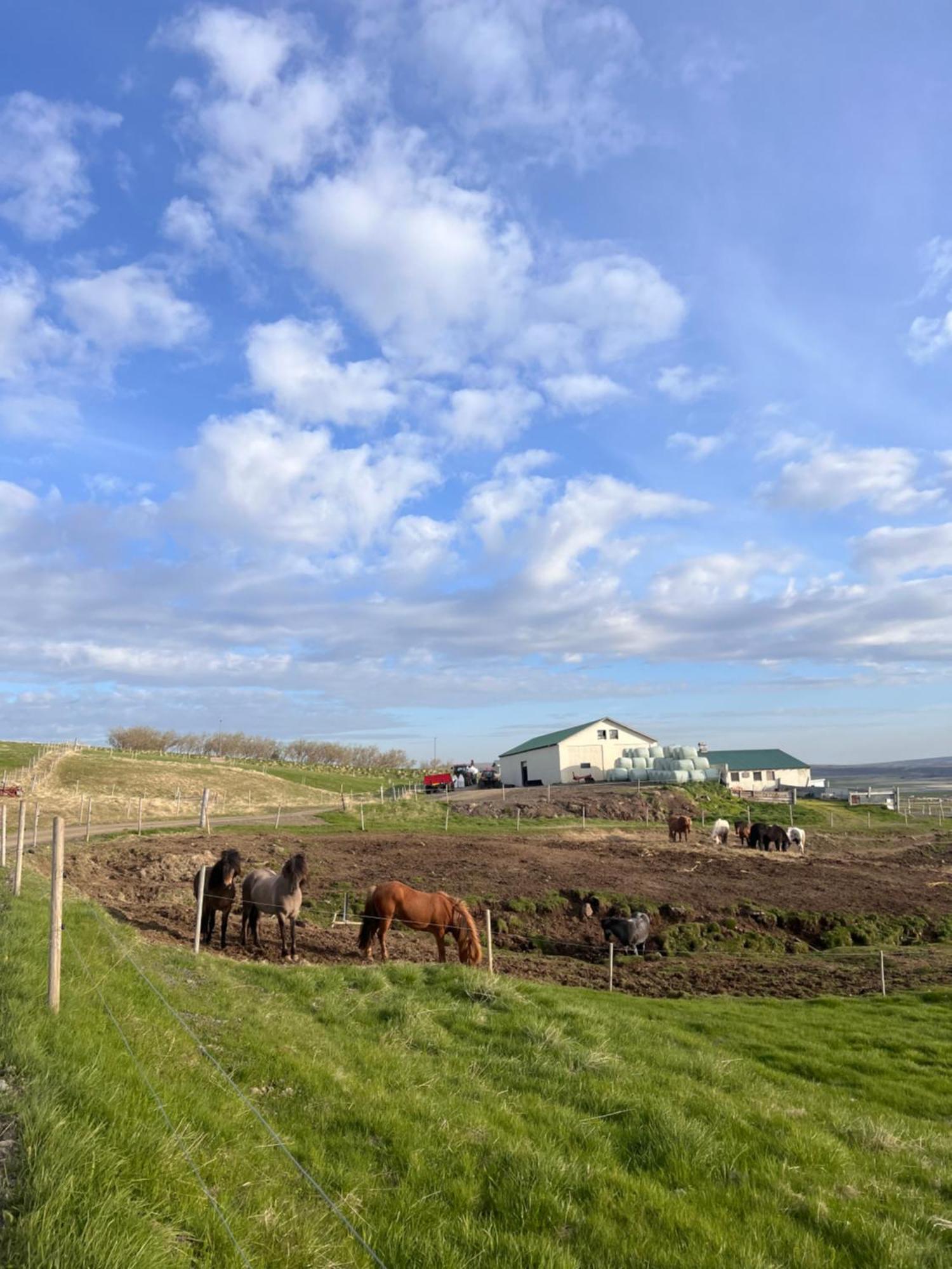 Stóra-Ásgeirsá Horse Farm Stay Vithigerthi Esterno foto