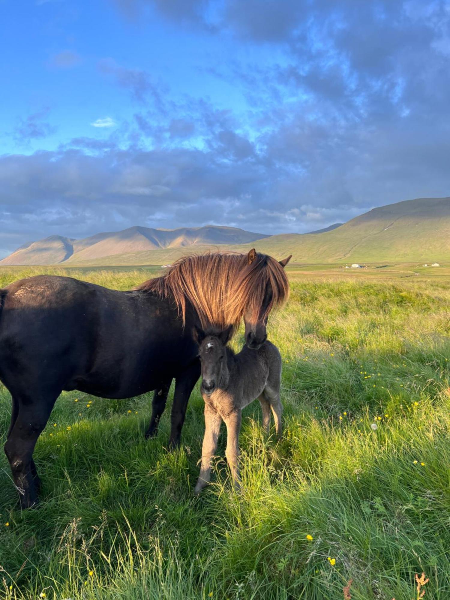 Stóra-Ásgeirsá Horse Farm Stay Vithigerthi Esterno foto